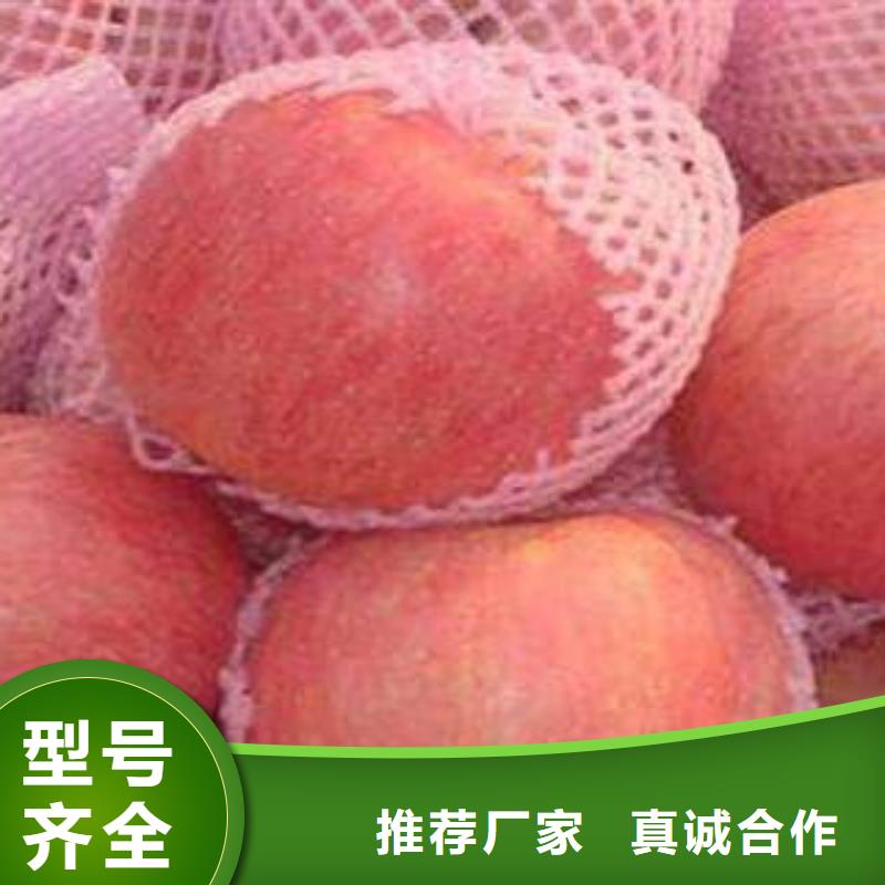红富士苹果红富士苹果产地专注质量当地服务商