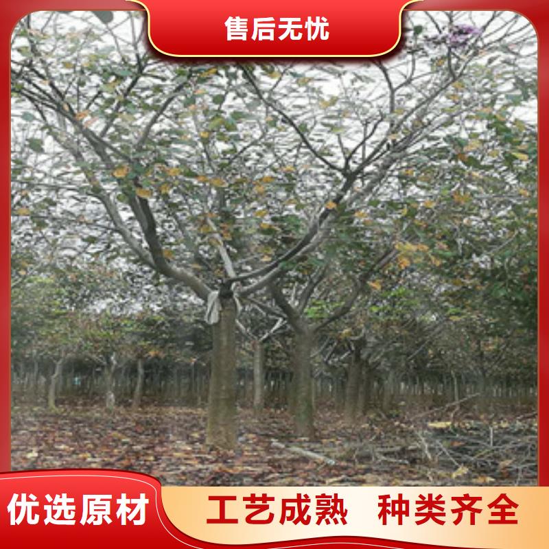 【樱花泰山景松造型景松匠心制造】有实力有经验