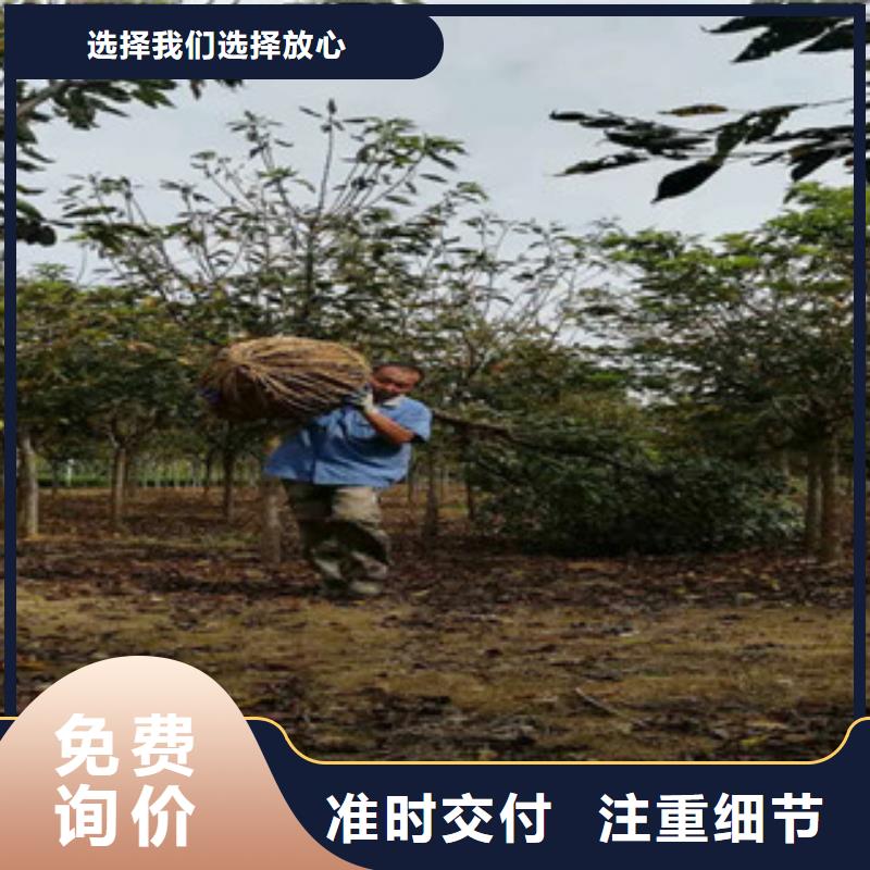 樱花樱桃苗量大从优原料层层筛选