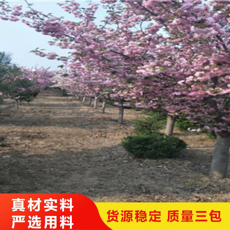 樱花蓝莓苗定制速度快工期短品质优良
