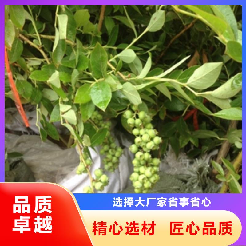 蓝莓苗,钙果苗适用场景本地制造商