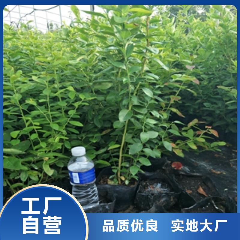蓝莓苗_核桃苗樱花苗长果桑树苗实力工厂本地服务商