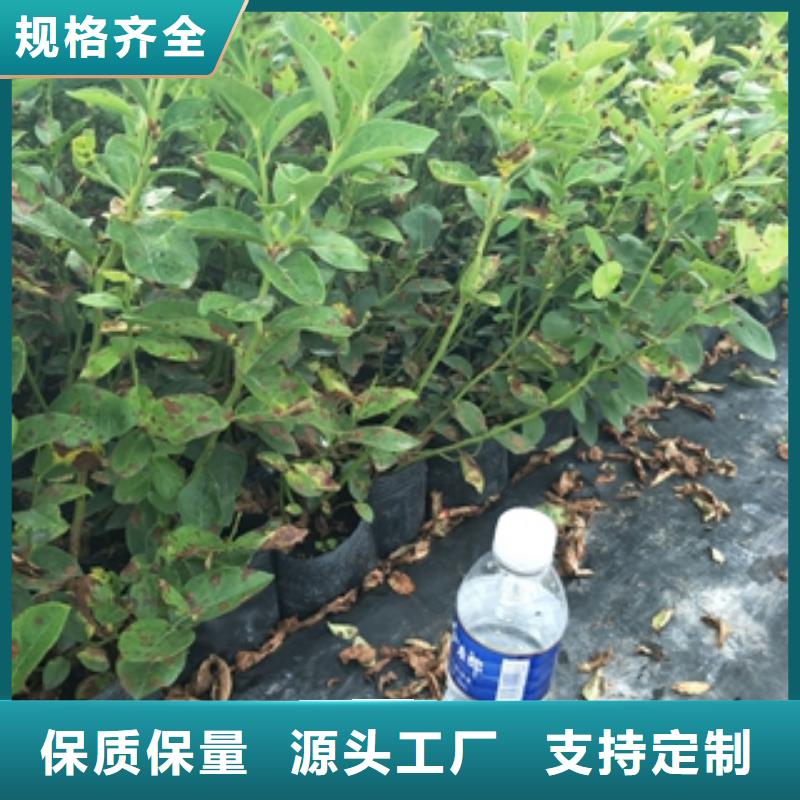 蓝莓苗-泰山景松造型景松一手货源本地公司