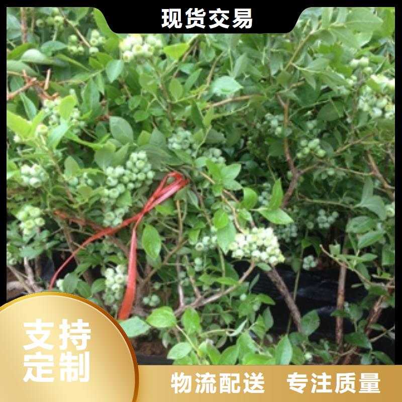 【蓝莓苗 核桃苗 樱花苗 长果桑树苗优良工艺】本地生产商