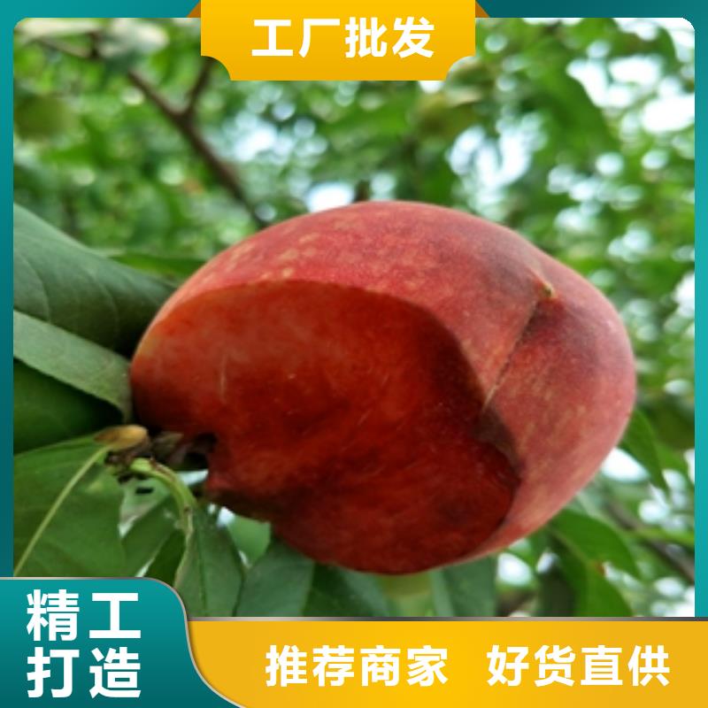 桃树占地果树好品质用的放心供应采购
