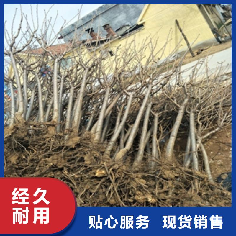【桃树】,泰山景松造型景松送货上门出货快