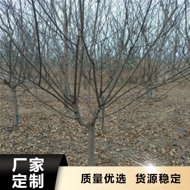 桃树蓝莓苗源头工厂0中间商差价