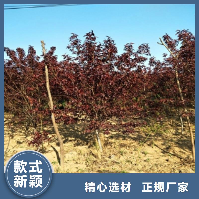 桃树-碧桃量大更优惠当地服务商