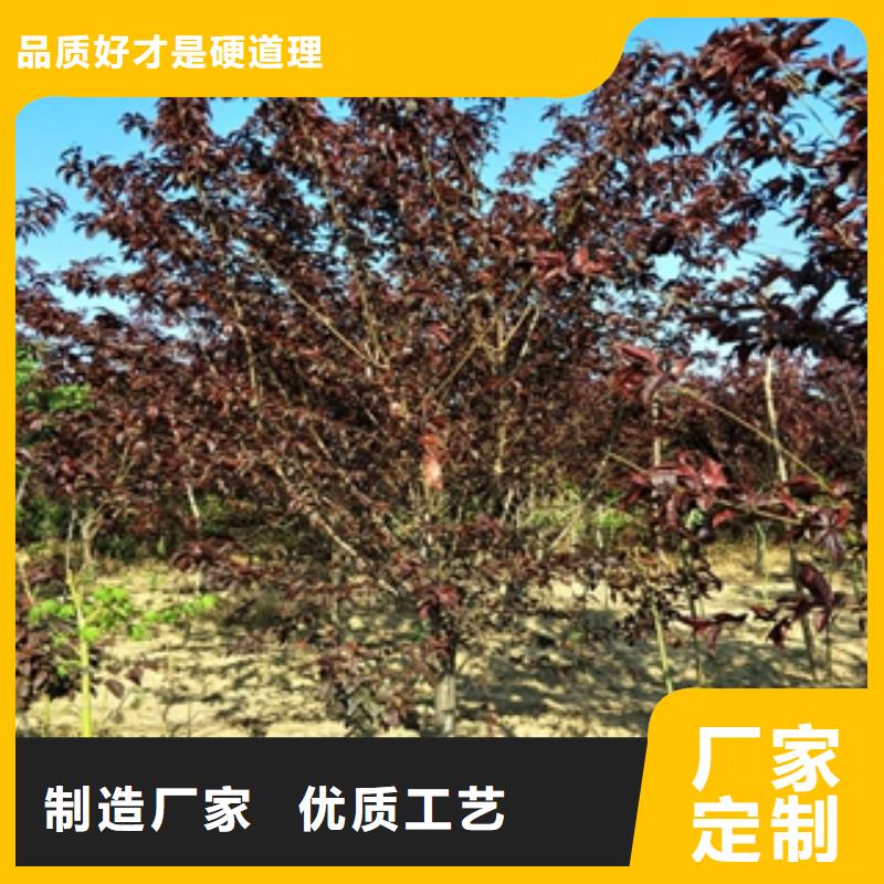 【桃树】蓝莓苗详细参数定制速度快工期短