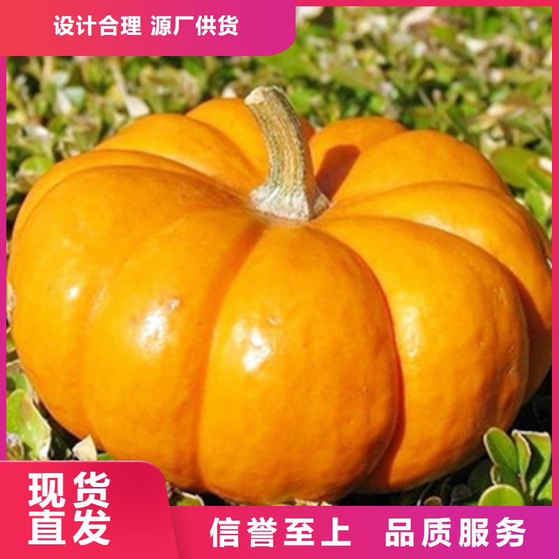 【南瓜丁】_菠菜粉可定制本地供应商