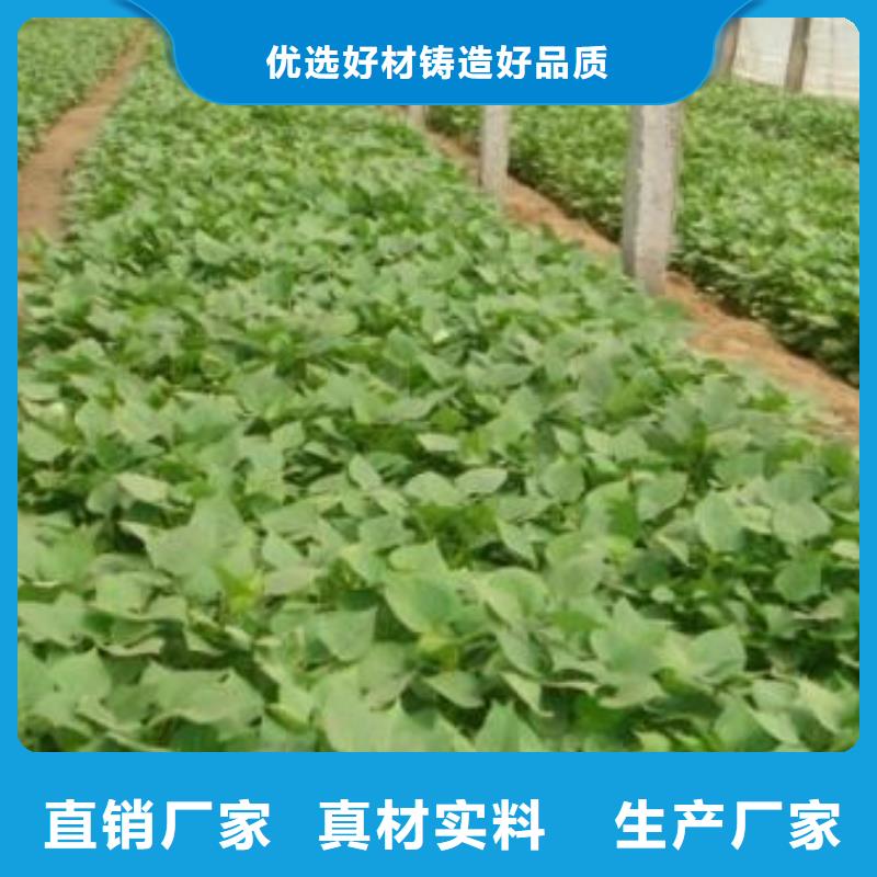 紫薯苗南瓜粉好品质售后无忧当地货源