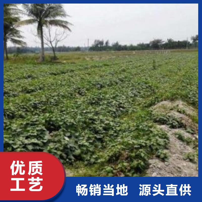 紫薯苗南瓜粉今日价格品类齐全