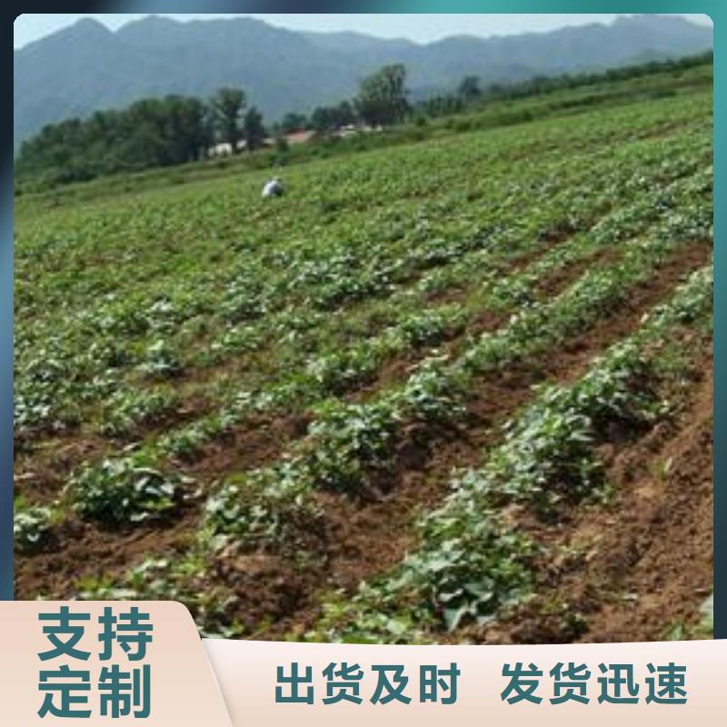 紫薯苗羽衣甘蓝粉随心所欲定制市场行情