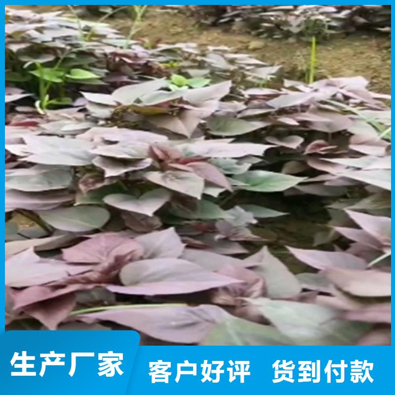 【紫薯苗羽衣甘蓝粉快捷物流】保障