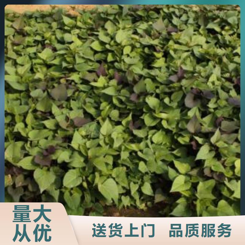 紫薯苗羽衣甘蓝粉现货实拍当地公司
