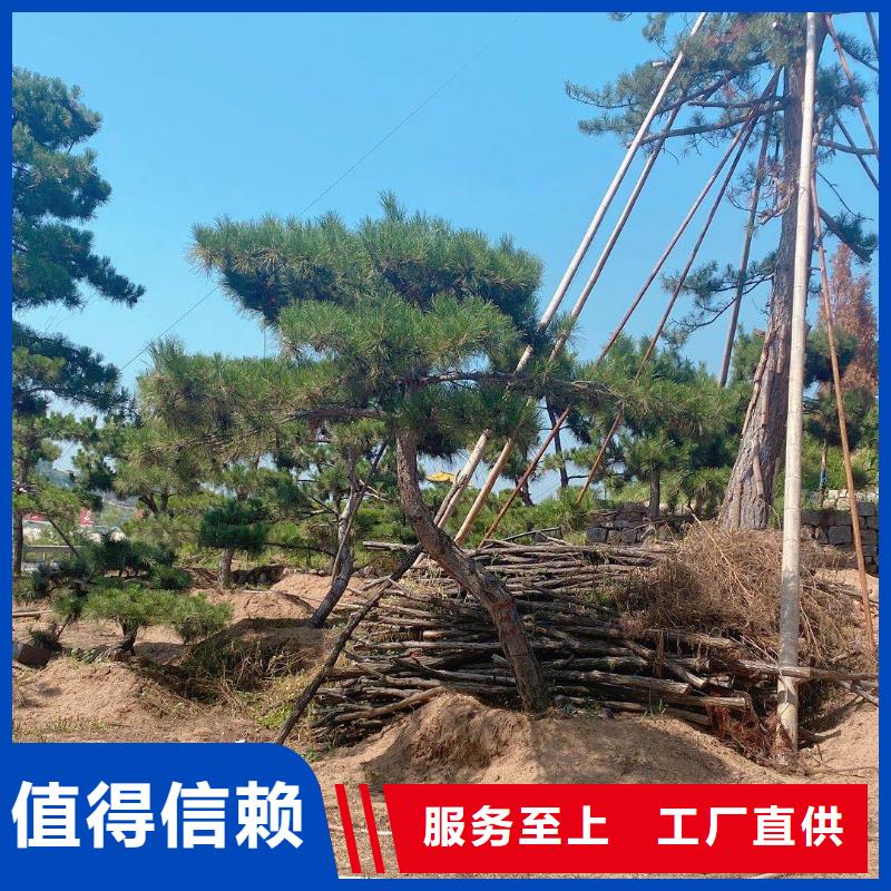 造型松支持货到付清敢与同行比质量