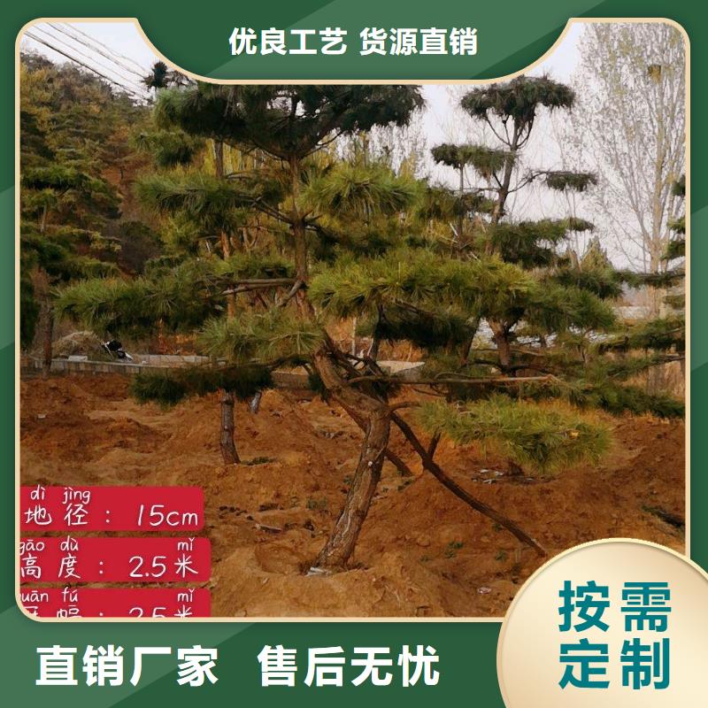造型松造型松价格用心做产品用品质说话