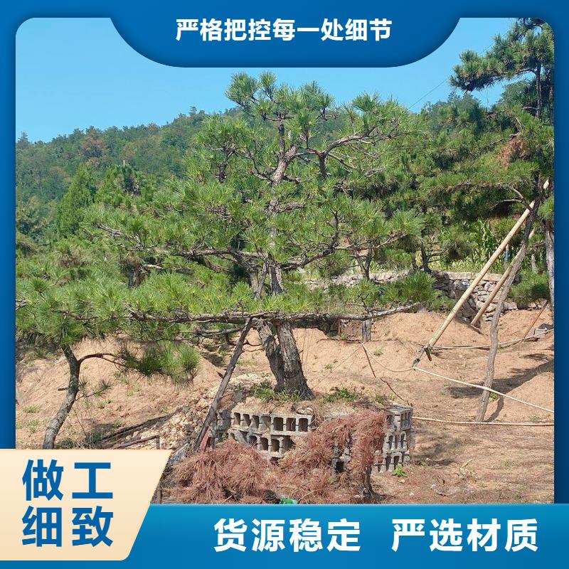 造型松【松苗木】厂家质量过硬品类齐全