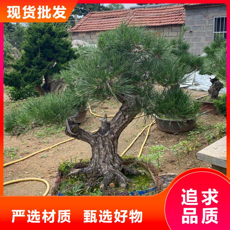 造型松造型黑松自主研发本地厂家
