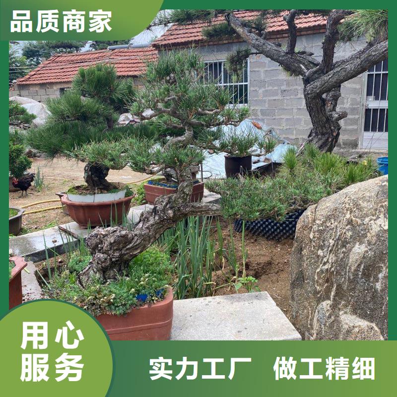 造型松工程施工案例好货直供
