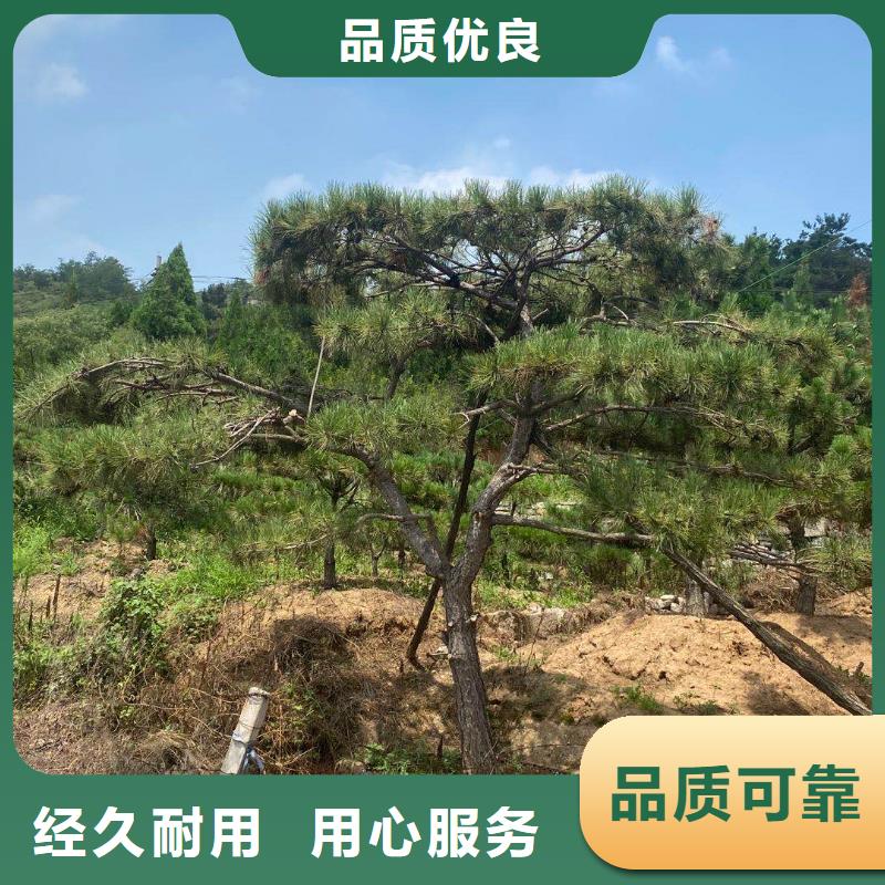 造型松造型油松质保一年值得买