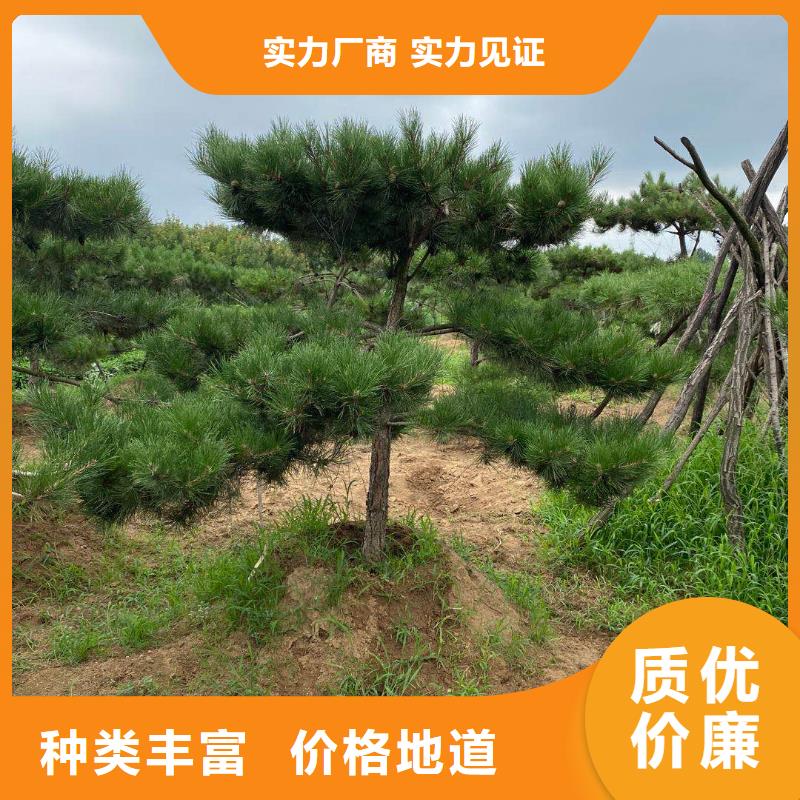 造型松平顶松品质过硬同城货源