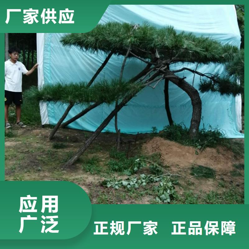 【造型松助您降低采购成本】本地厂家