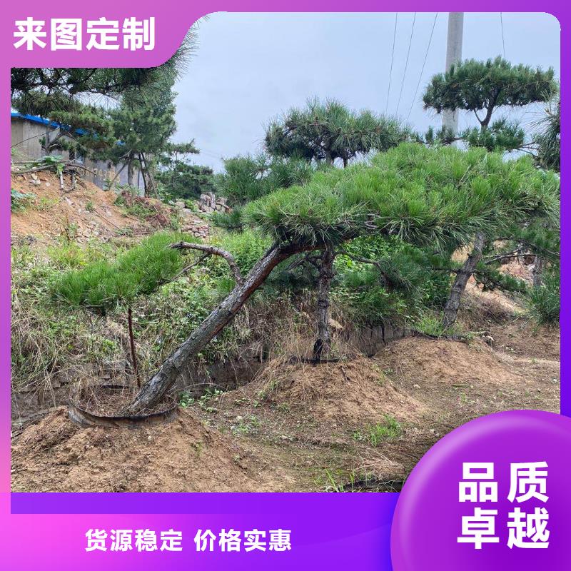 造型松精工制作专业生产品质保证