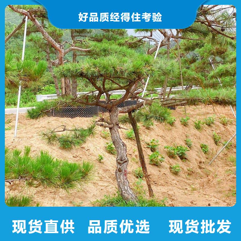 造型松_造型池松可零售可批发当地经销商