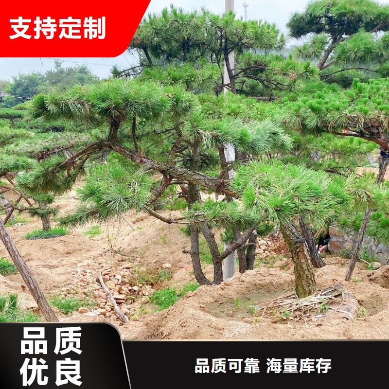 造型松-造型油松品质之选定制销售售后为一体