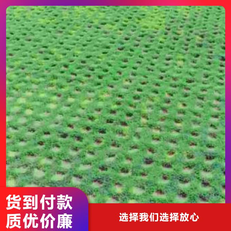 植草格,三维植被网厂家直销大量现货实拍展现