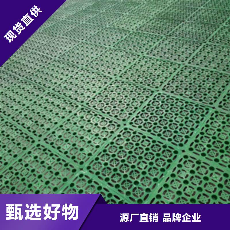 塑料排水板双向塑料土工格栅品质不将就本地生产厂家