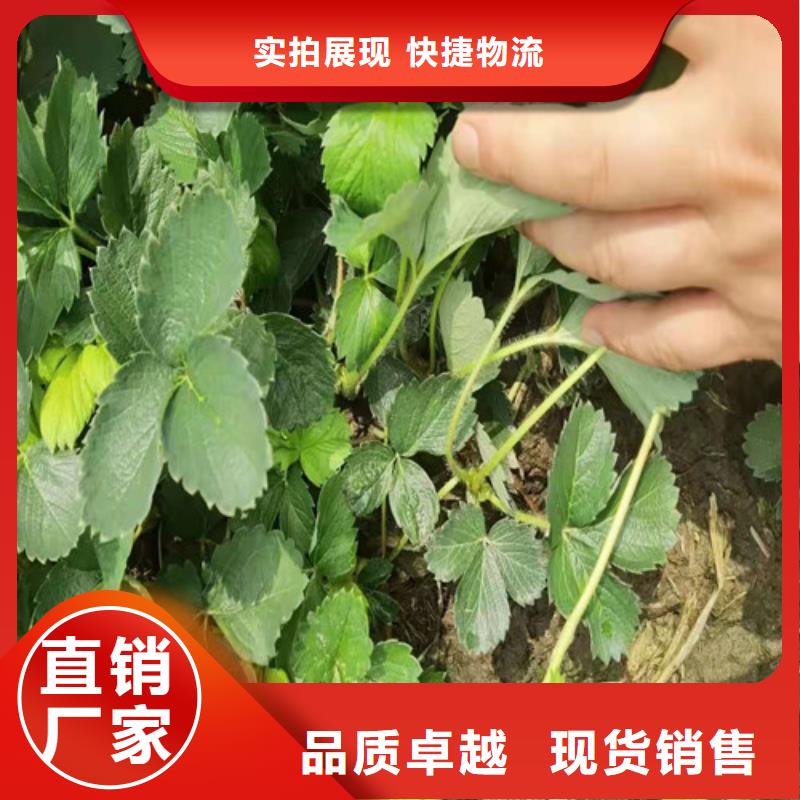 草莓苗-红耔山楂苗大厂家实力看得见现货充足量大优惠