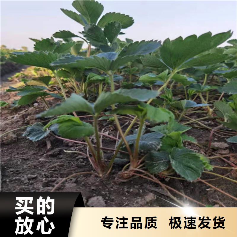 草莓苗梨树苗现货充裕本地生产厂家