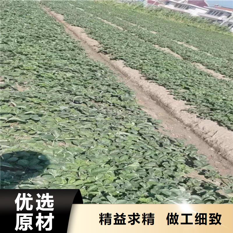 草莓苗【金银花树苗】可零售可批发放心选购