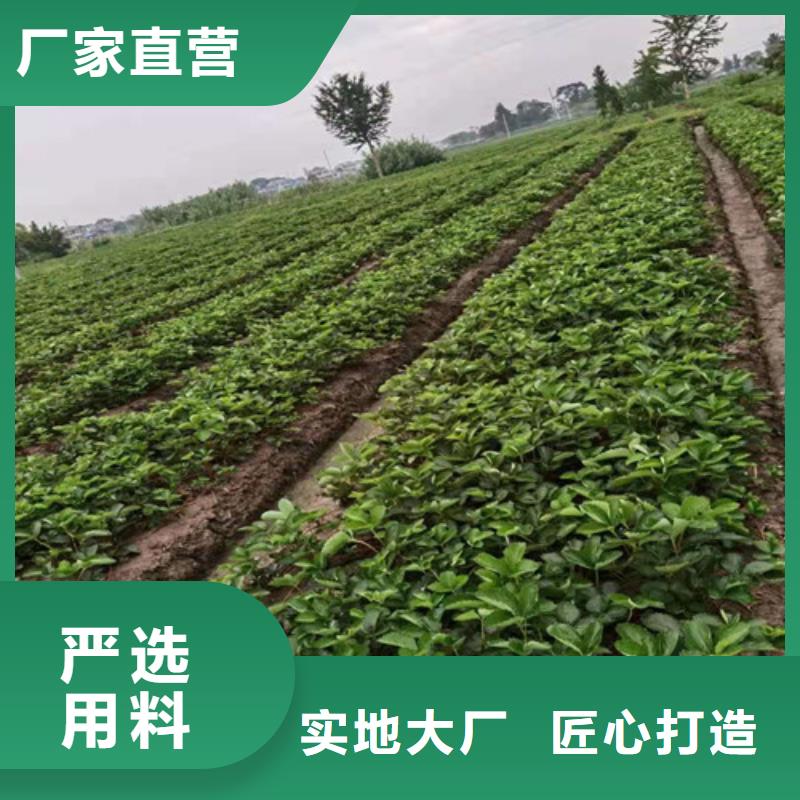 草莓苗【樱桃树苗】规格型号全厂家实力雄厚
