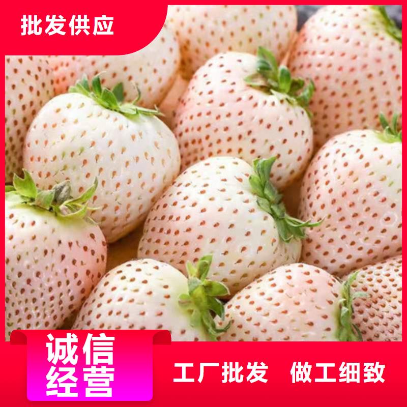 草莓苗_梨树苗用心服务出货及时