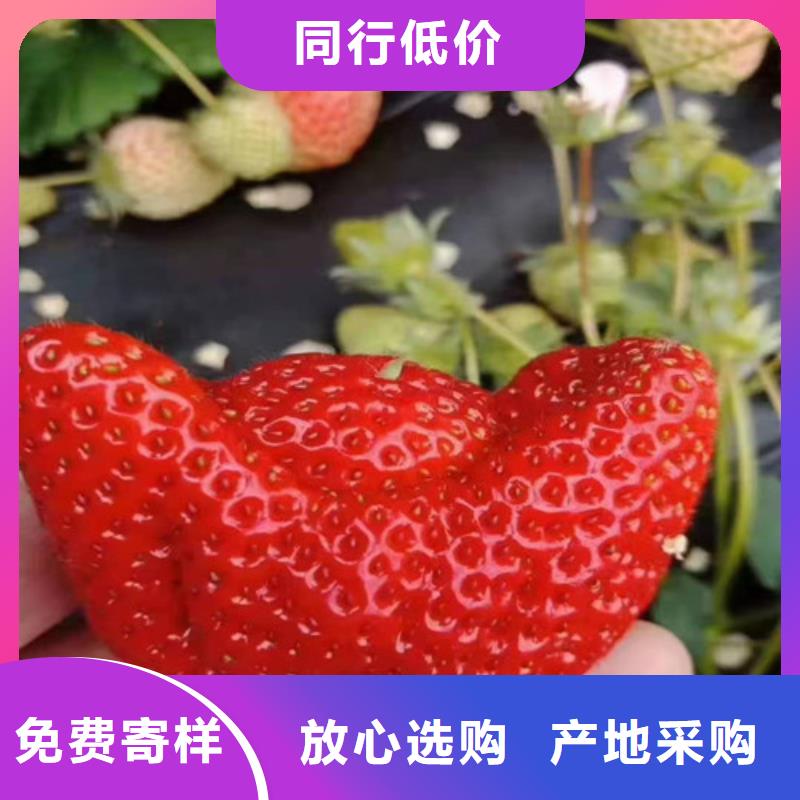 草莓苗口碑好实力强当地经销商