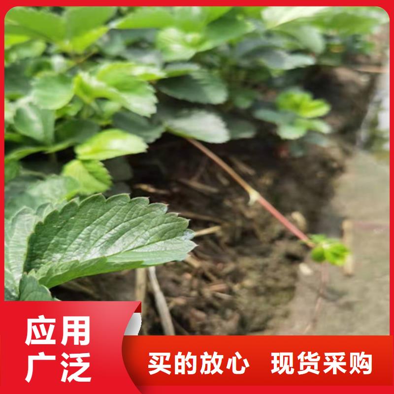 【草莓苗蓝莓苗做工精细】定制不额外收费