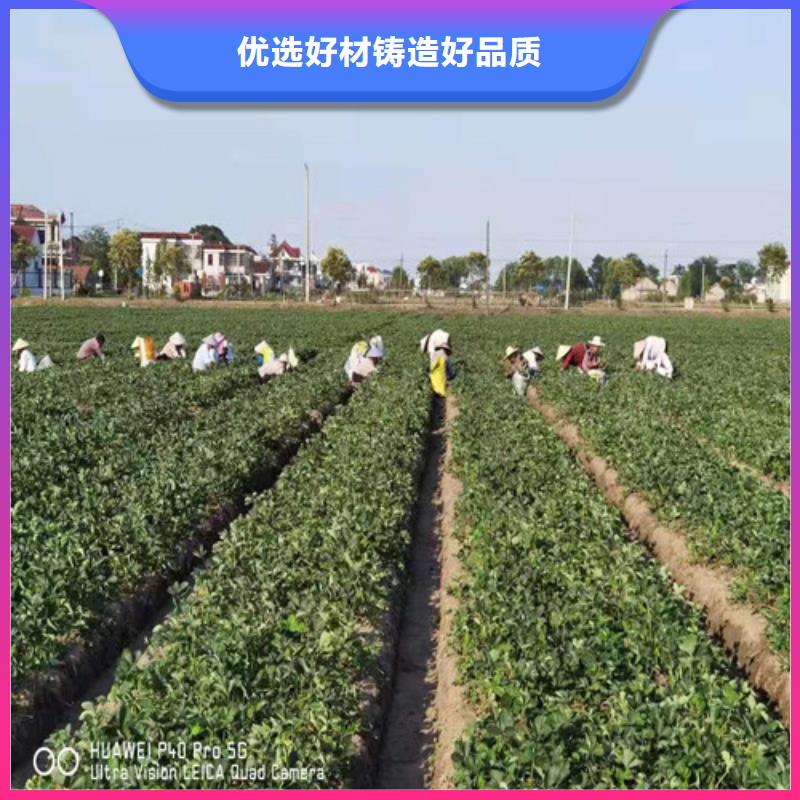 草莓苗-杏苗符合标准全新升级品质保障