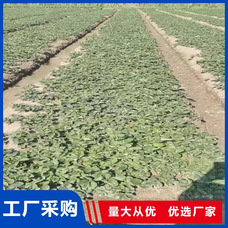 草莓苗杏苗品质优良实体诚信经营