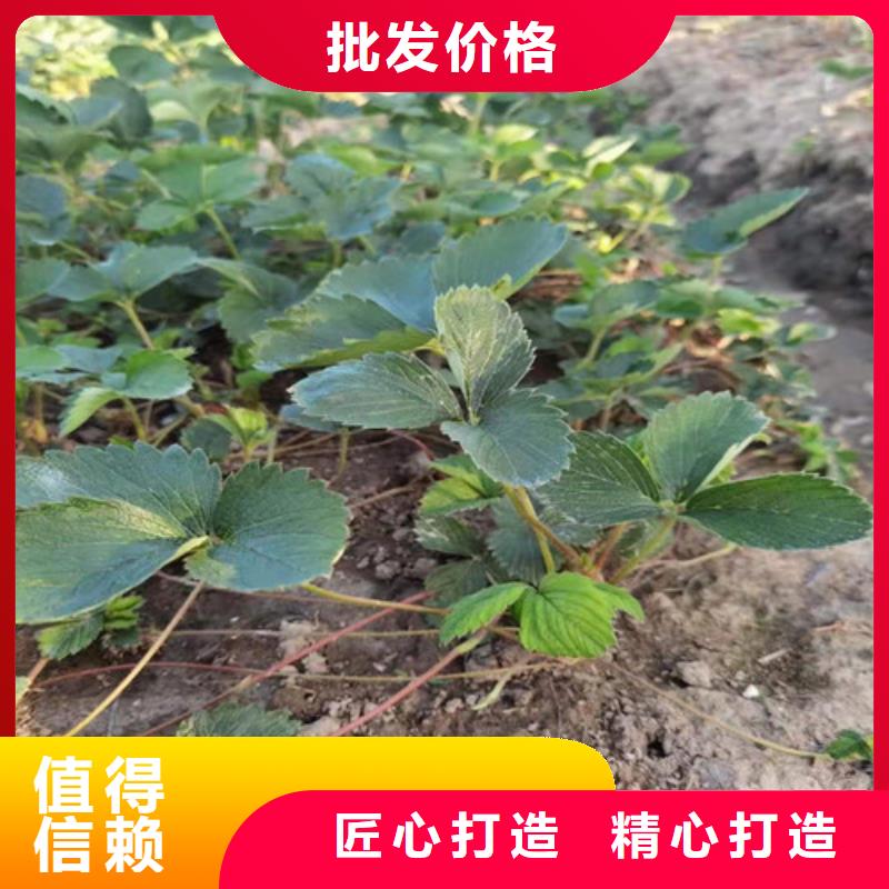 草莓苗大棚草莓苗详细参数质量可靠
