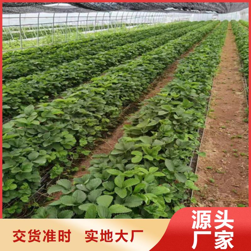草莓苗-秋月梨苗源厂定制诚信厂家