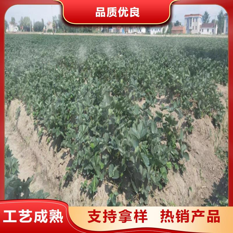 【草莓苗】_葡萄苗精选优质材料生产型