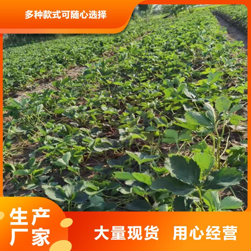 草莓苗-棠梨苗用品质说话就近发货