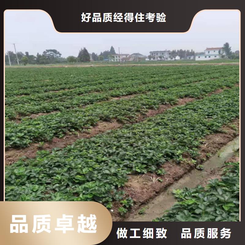 草莓苗烟福8苹果苗每一处都是匠心制作源厂定制