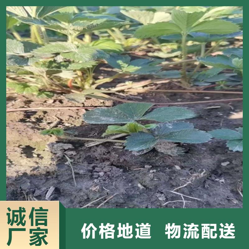 【草莓苗】-核桃苗N年大品牌设计合理
