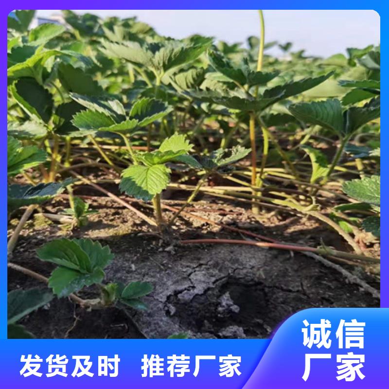 草莓苗【鲁樱三号樱桃】拒绝伪劣产品种类齐全