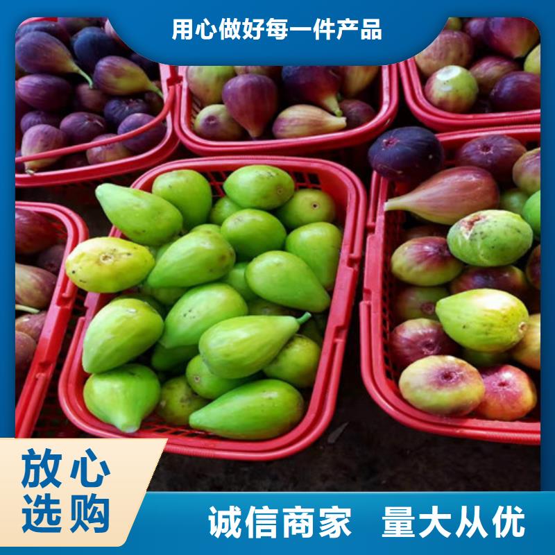 无花果红富士苗生产加工好品质选我们