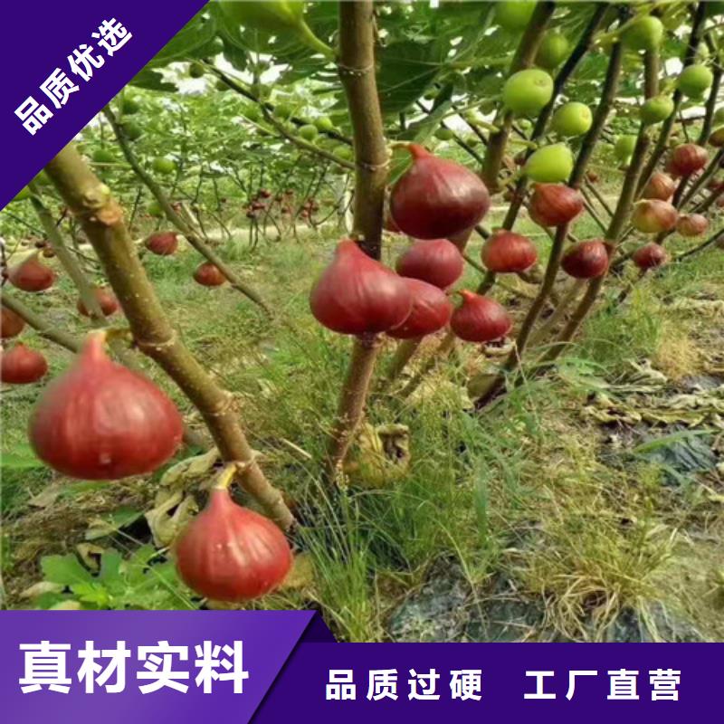 无花果苹果苗粘木打造好品质质量为本